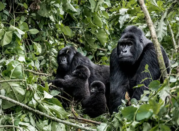 Gorilla Trekking